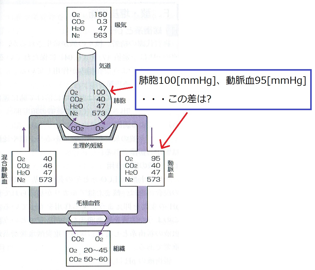 ガス分圧の基本 A-aDO2やP/F比とは？ | CEじゃーなる
