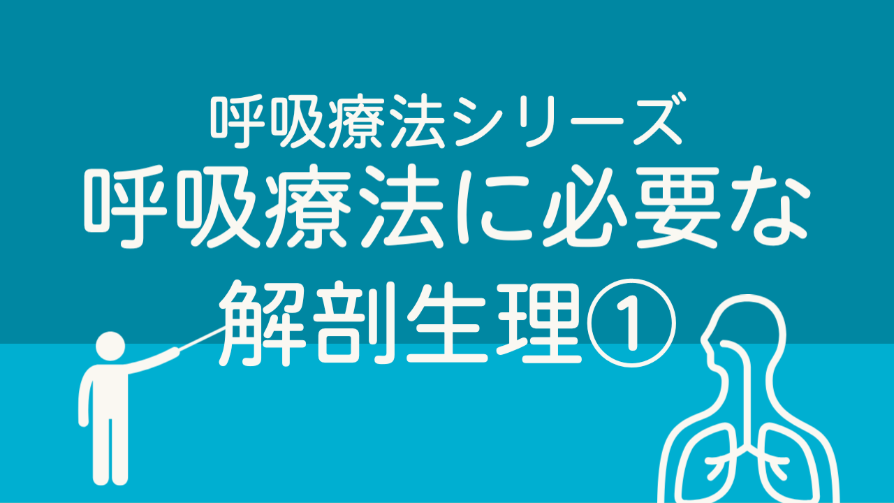 呼吸療法シリーズ「呼吸療法に必要な解剖生理①」 | CEじゃーなる