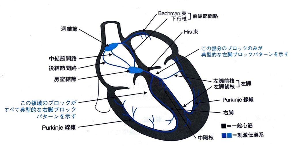 超特価セール 実力心電図 実力心電図 「読める」のその先へ 「読める 