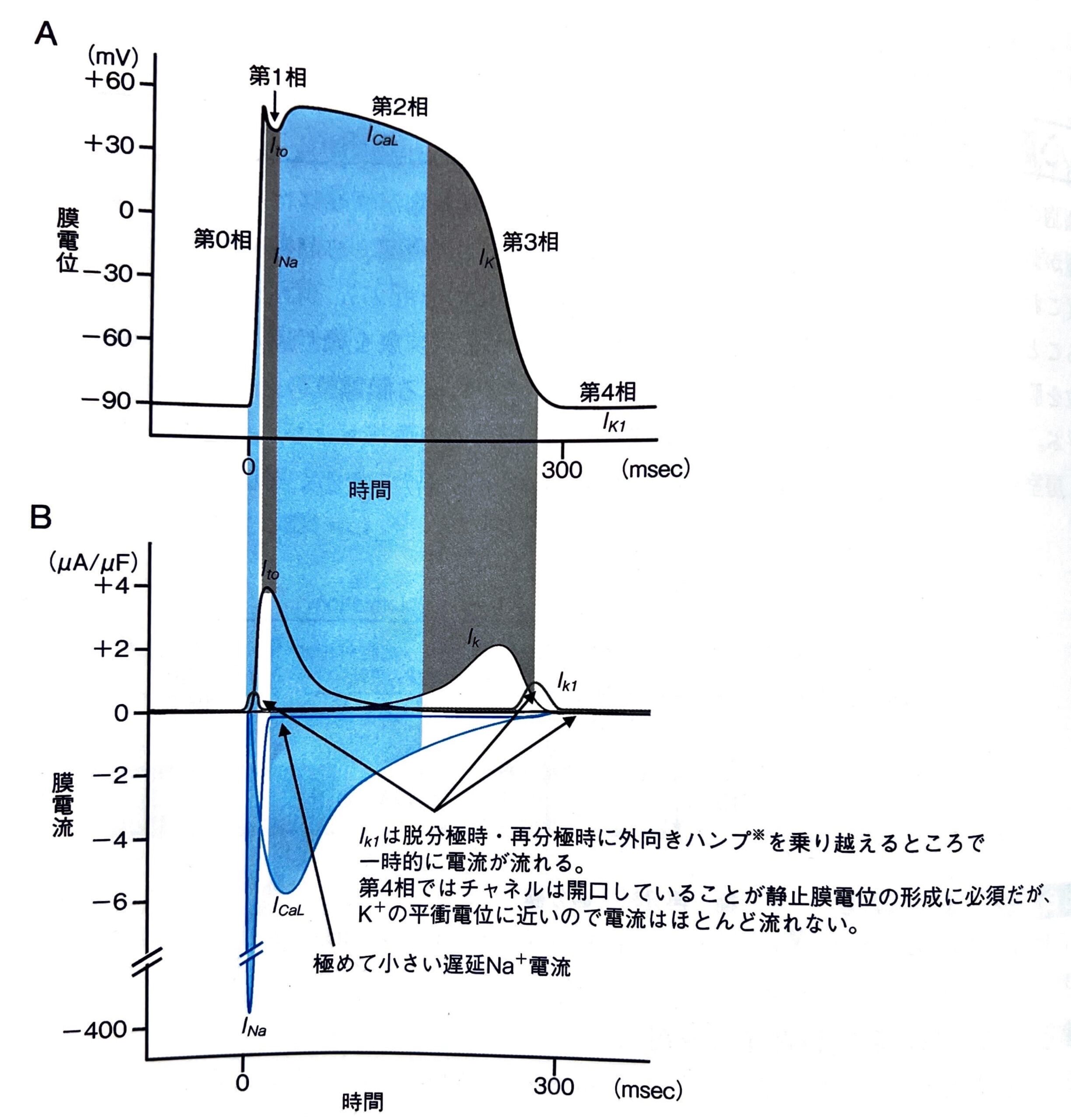 活動電位についてー波形の成り立ちをわかりやすく解説ー | CEじゃーなる