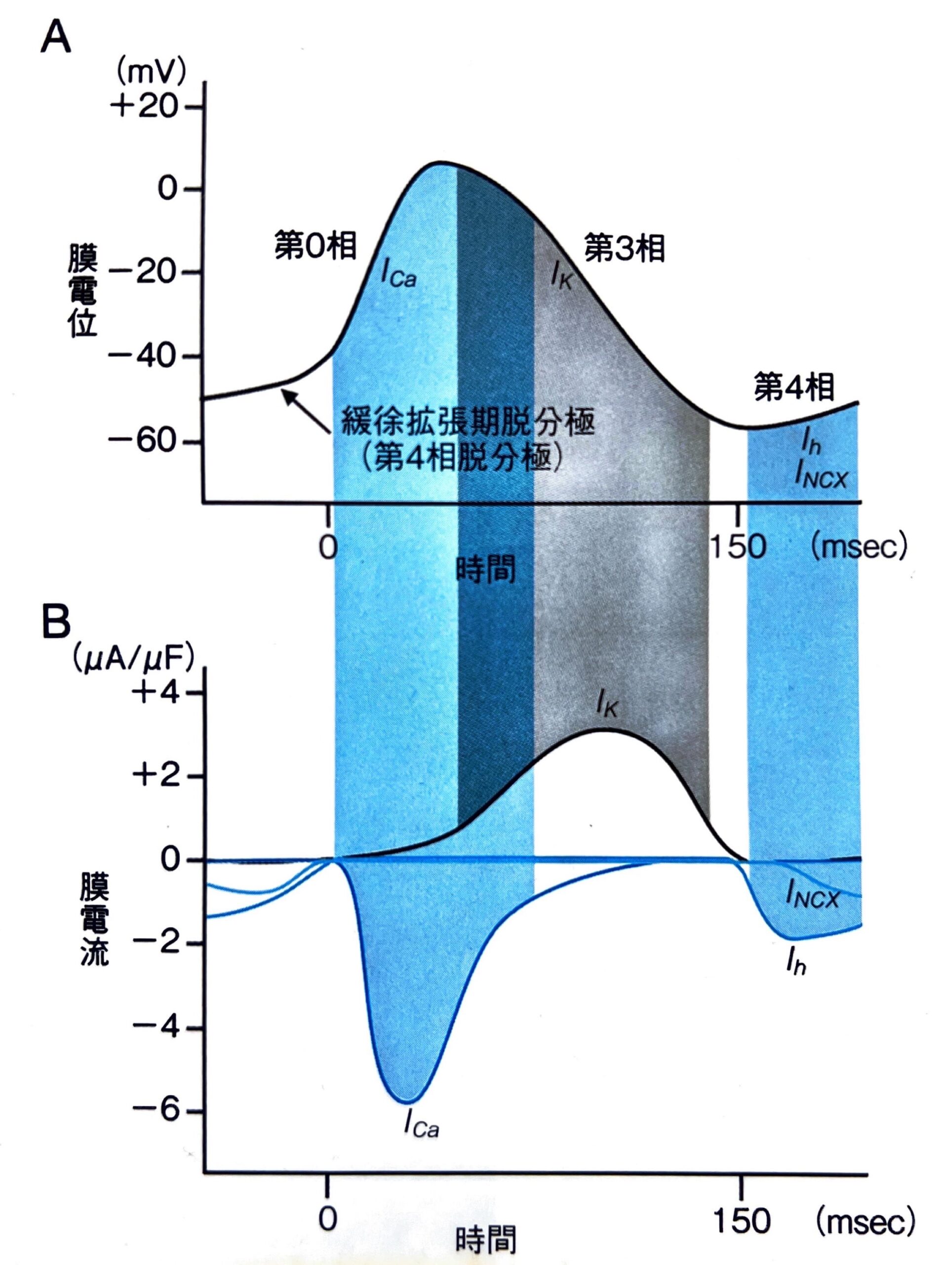 成り立ちから理解する心電図波形 心筋の活動電位を読み解く（裁断済み） 成り立ちから理解する心電図波形: 心筋の活動電位を読み解く | 田中