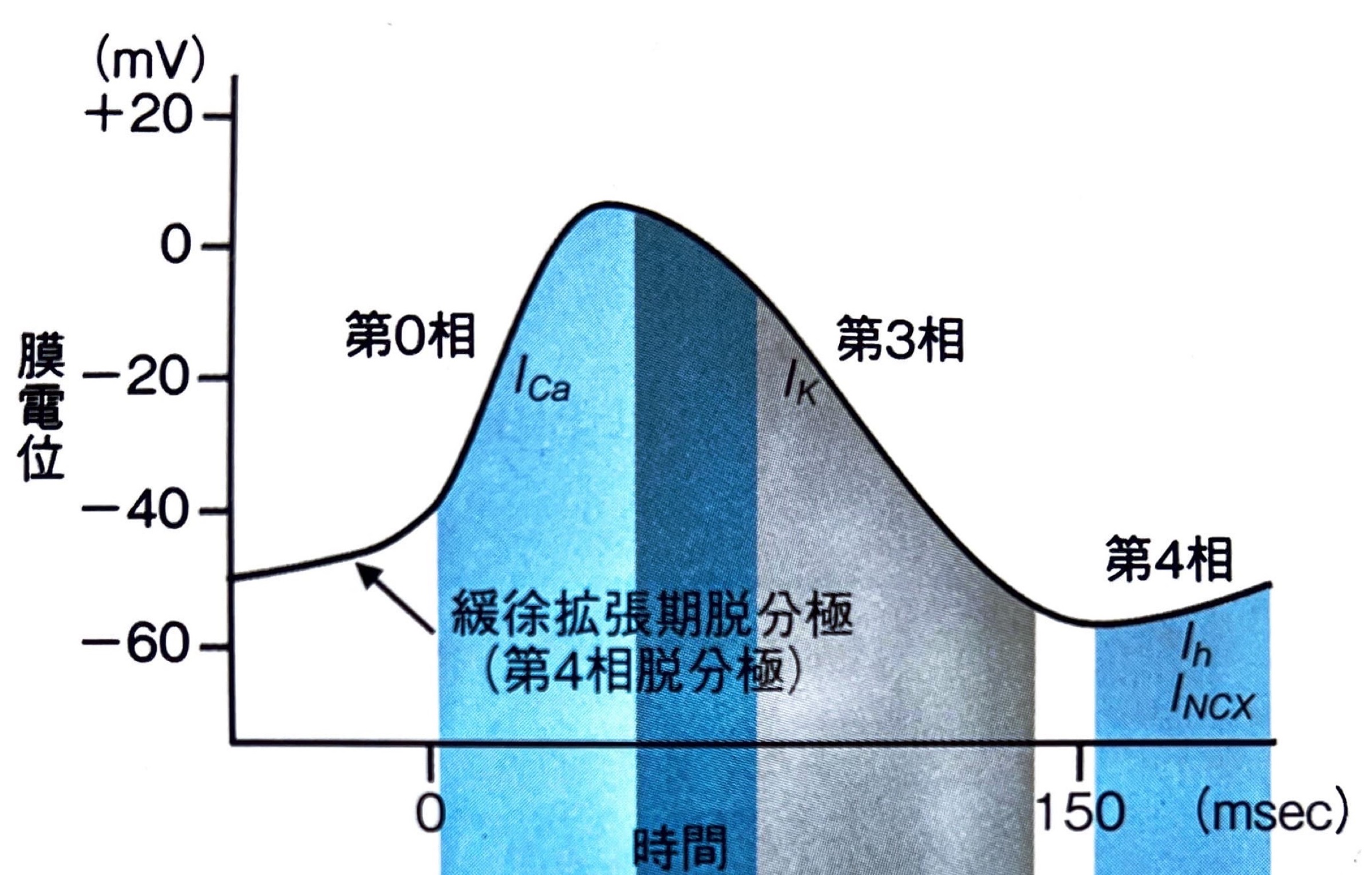 成り立ちから理解する心電図波形 心筋の活動電位を読み解く 成り立ちから理解する心電図波形: 心筋の活動電位を読み解く | 田中