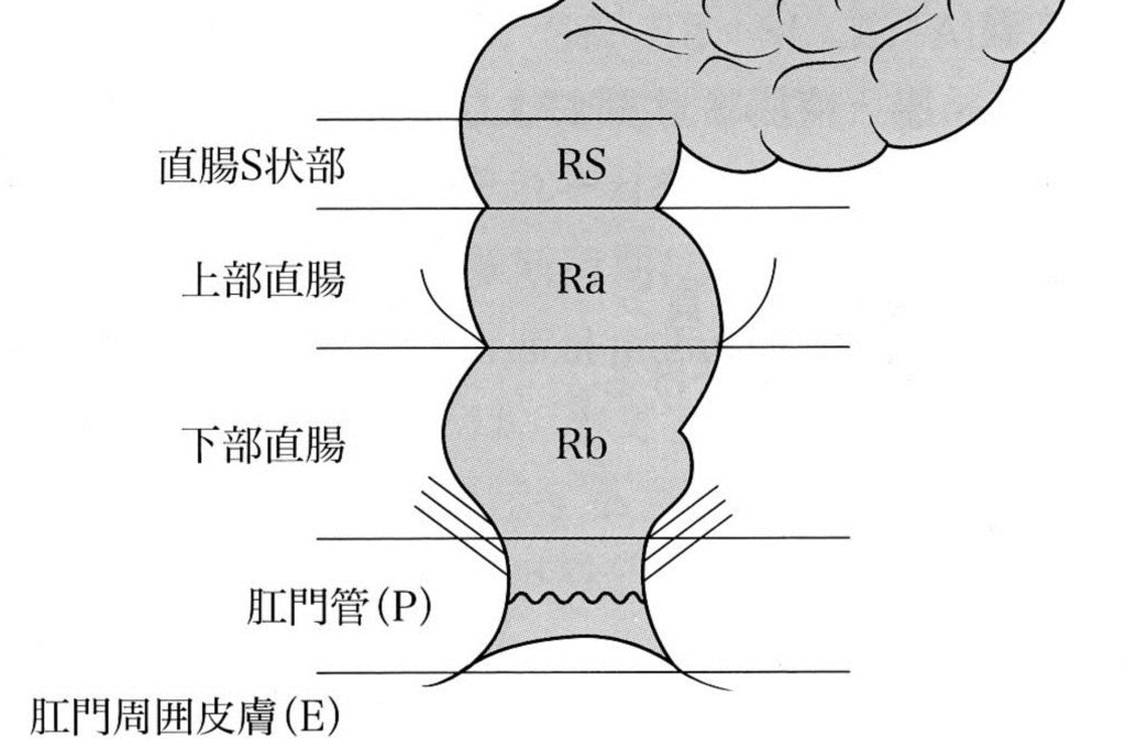 Ra Rb 直腸 断面図 | 直腸周囲の解剖図 – 肛門の解剖 イラストでみる大腸肛門病 飯原医院.com – UVKH
